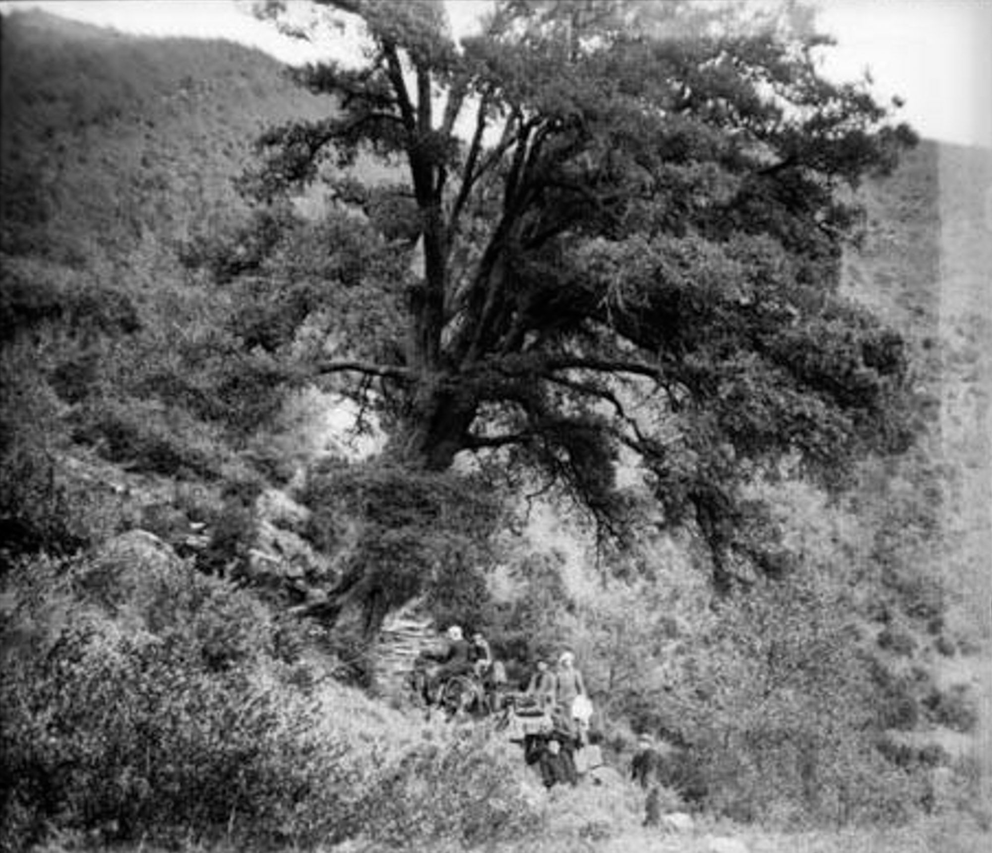 Autor: Josep Torent i Garrigoles, entre 1895 i 1917