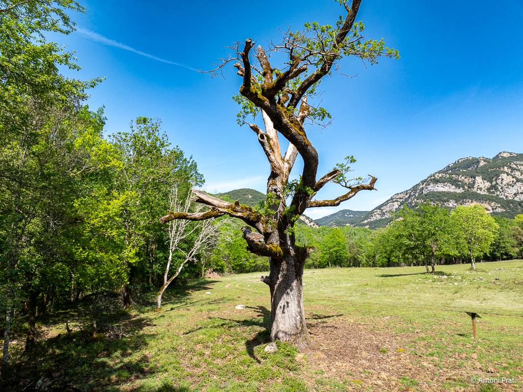 DJI_0206