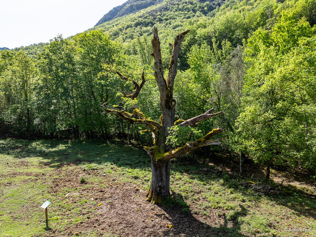 DJI_0210