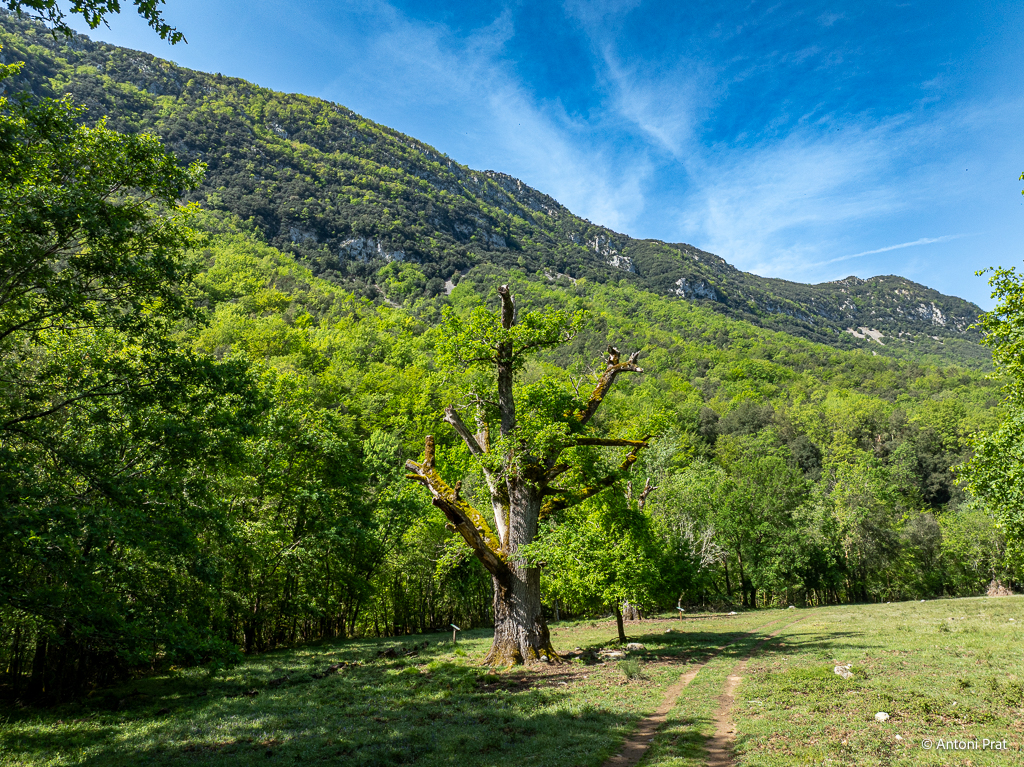 DJI_0223