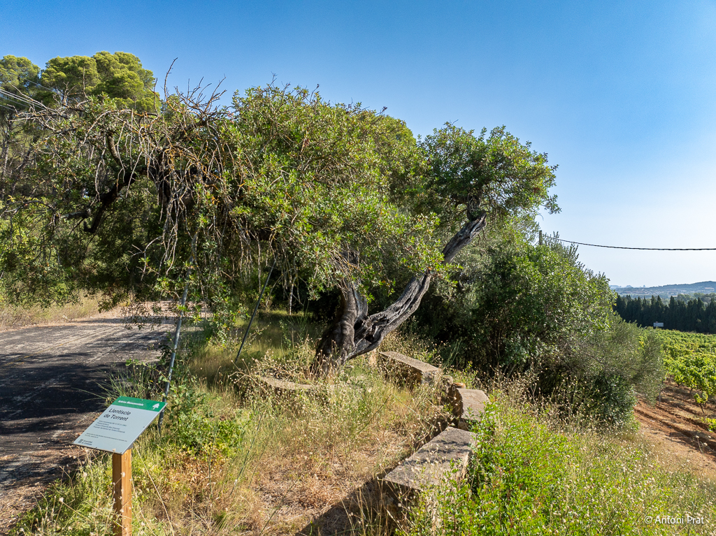 DJI_0788