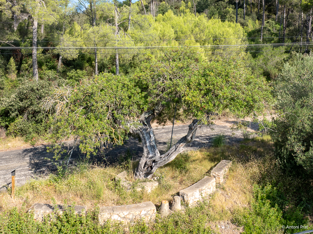 DJI_0793