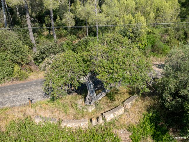 DJI_0796