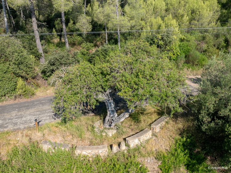 DJI_0796