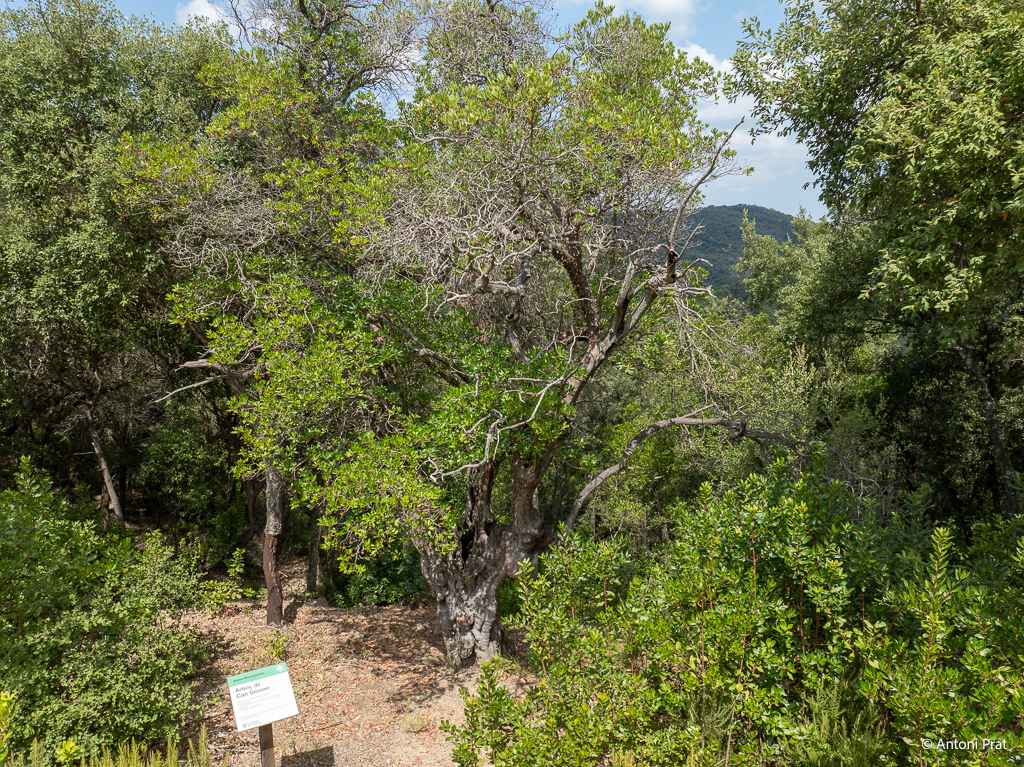 DJI_0811